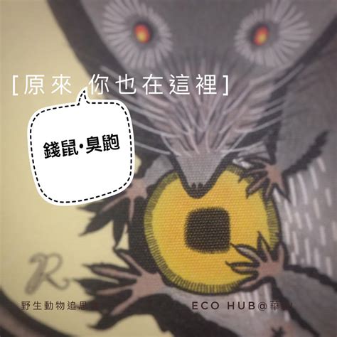 看到錢鼠預兆|生態工法基金會